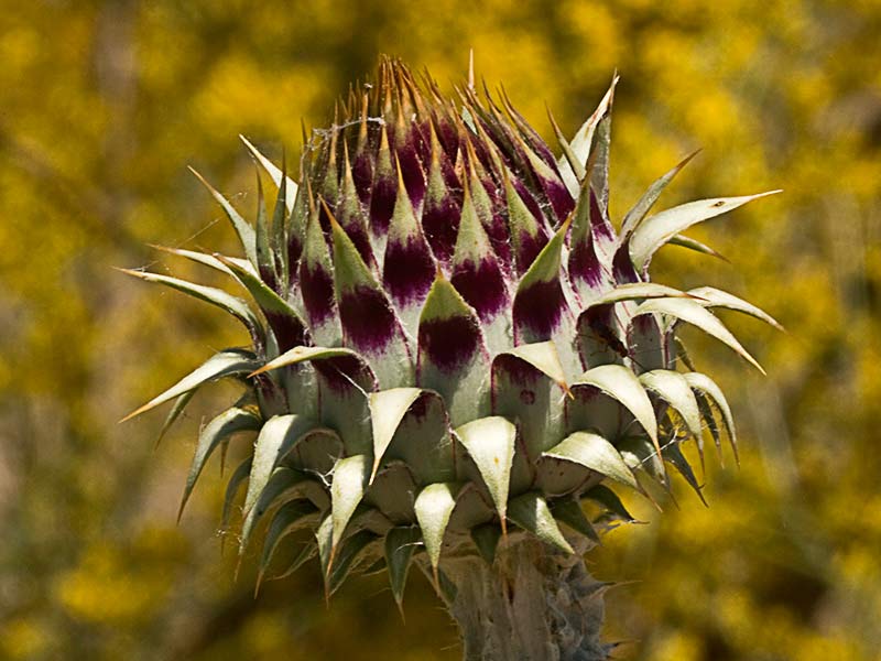 Toba, cardo borriquero (Onopordum illyricum), capítulo