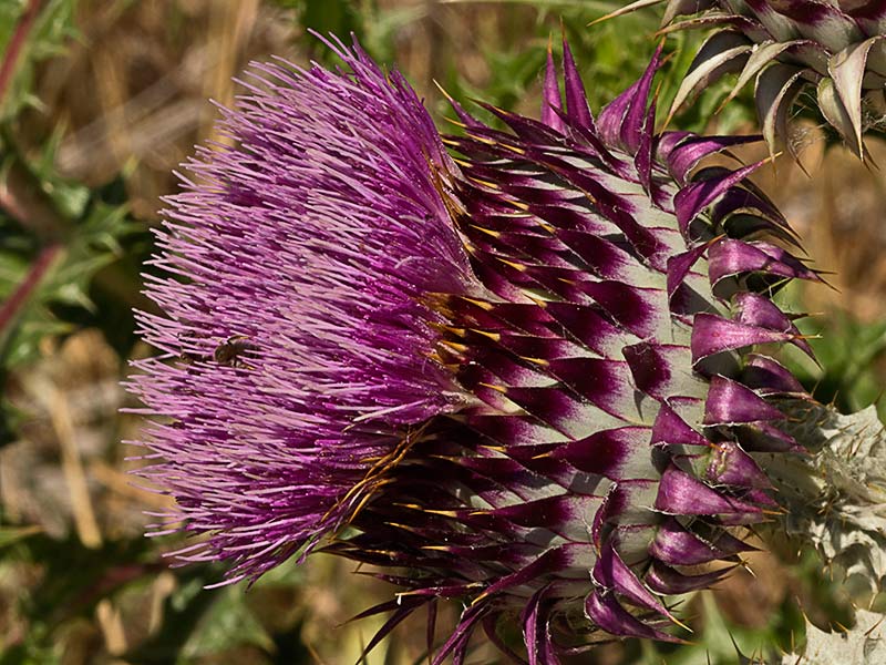 Toba, cardo borriquero (Onopordum illyricum), flor
