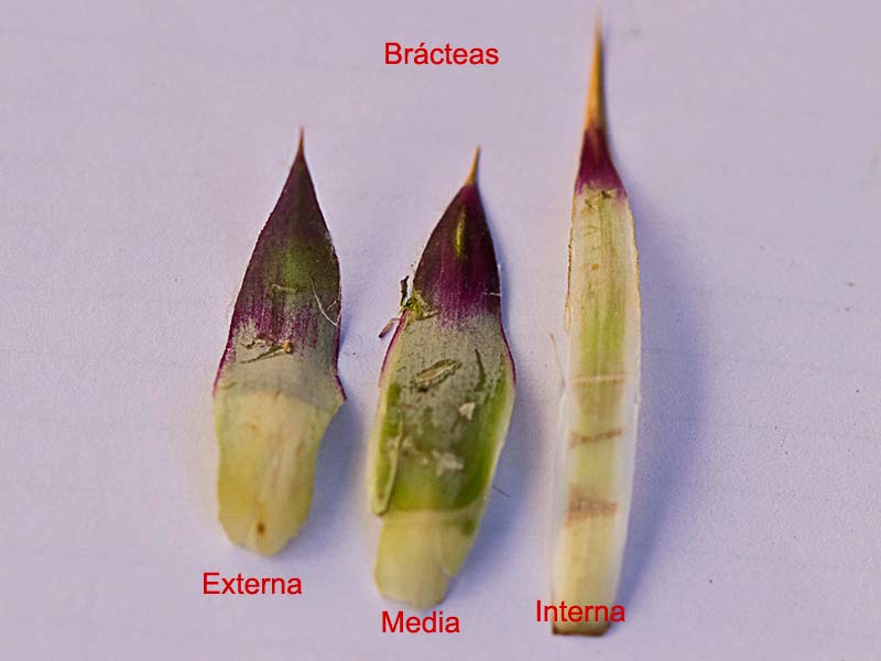 Toba, cardo borriquero (Onopordum illyricum), brácteas