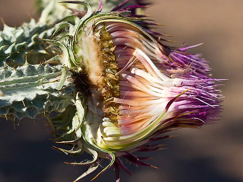 Sección partes del capítulo de una flor compuesta, Toba, cardo borriquero (Onopordum illyricum)