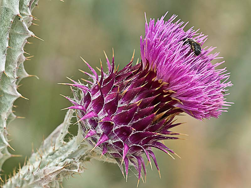 Capítulo de la Toba, cardo borriquero (Onopordum illyricum)