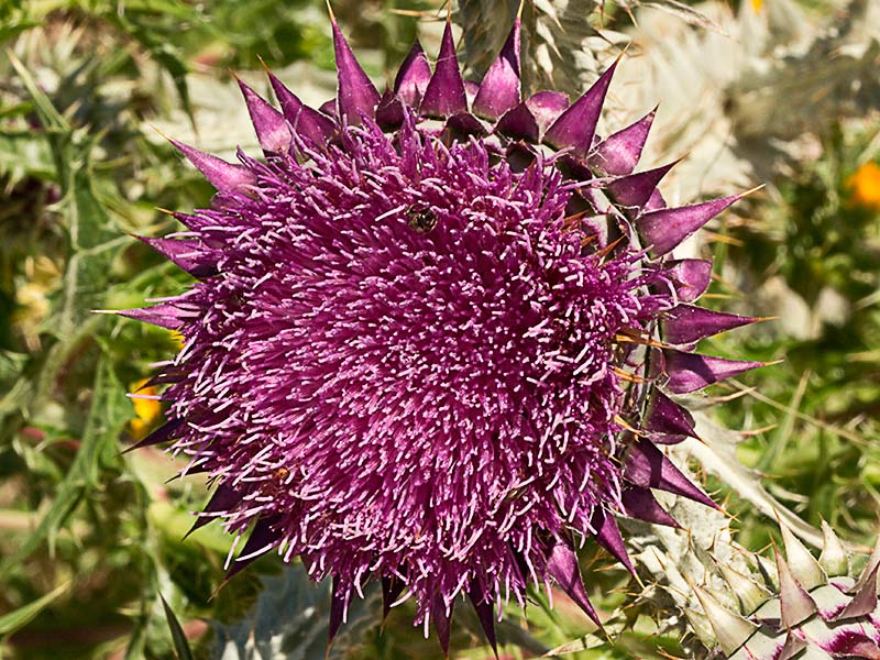 Capítulo de la Toba, cardo borriquero (Onopordum illyricum)
