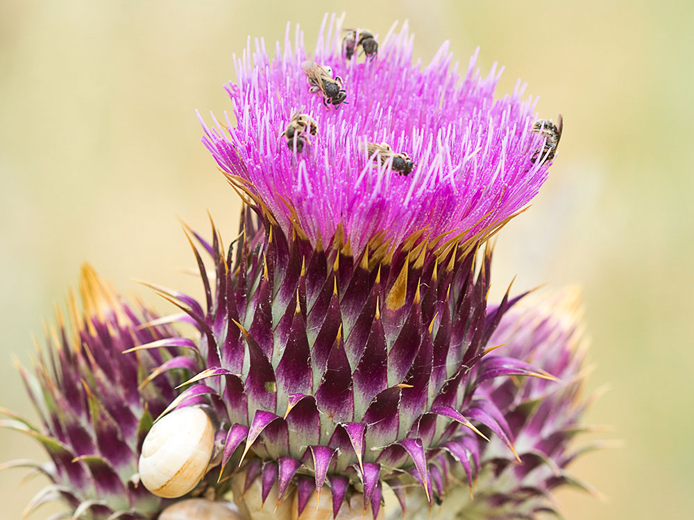 Inflorescencia de la Toba, cardo borriquero (Onopordum illyricum)