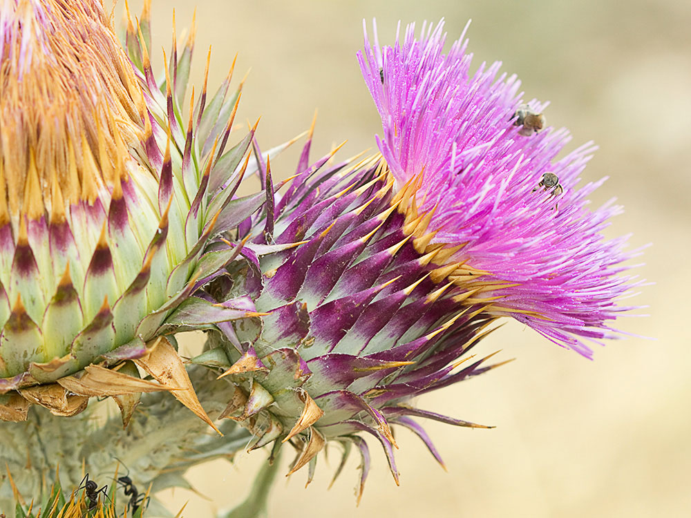 Inflorescencia de la Toba, cardo borriquero (Onopordum illyricum)