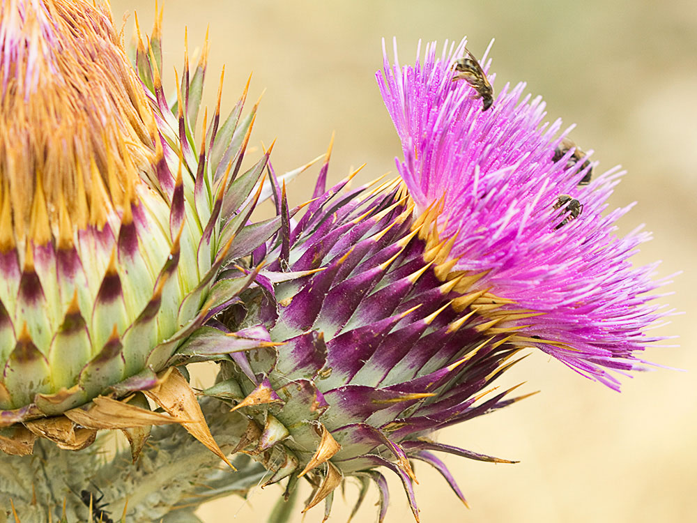 Inflorescencia de la Toba, cardo borriquero (Onopordum illyricum)