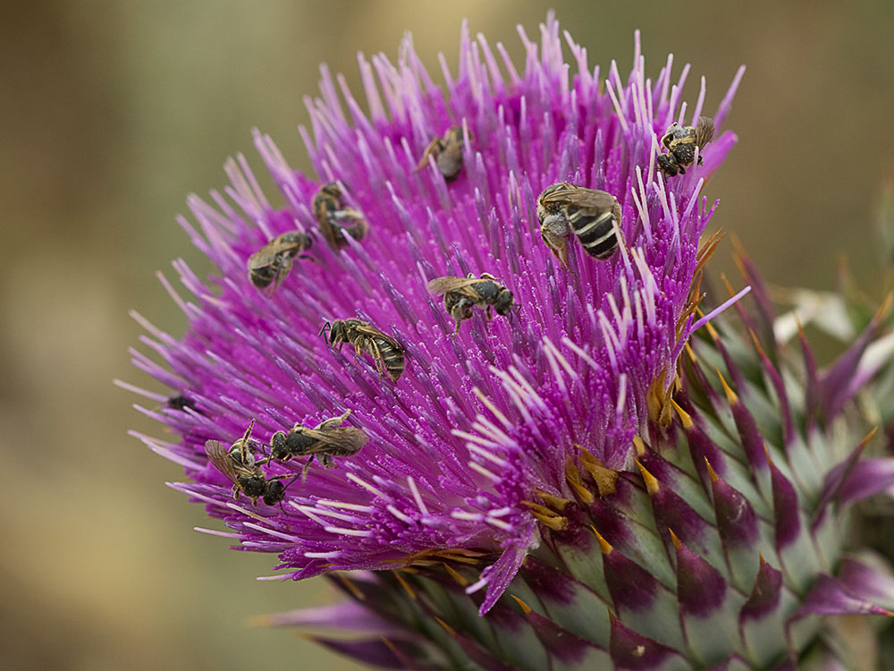 Inflorescencia de la Toba, cardo borriquero (Onopordum illyricum)
