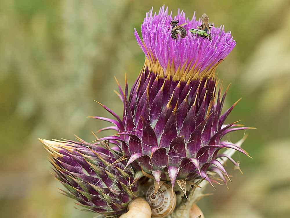 Inflorescencia de la Toba, cardo borriquero (Onopordum illyricum)