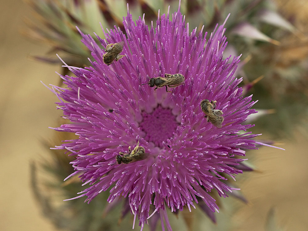 Inflorescencia de la Toba, cardo borriquero (Onopordum illyricum)