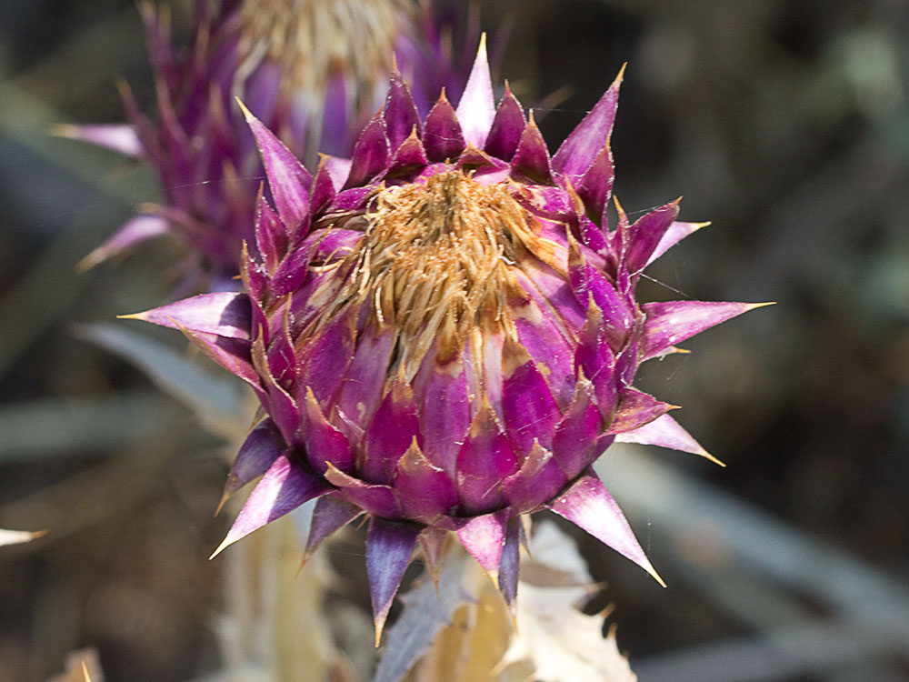 Inflorescencia de la Toba, cardo borriquero (Onopordum illyricum)