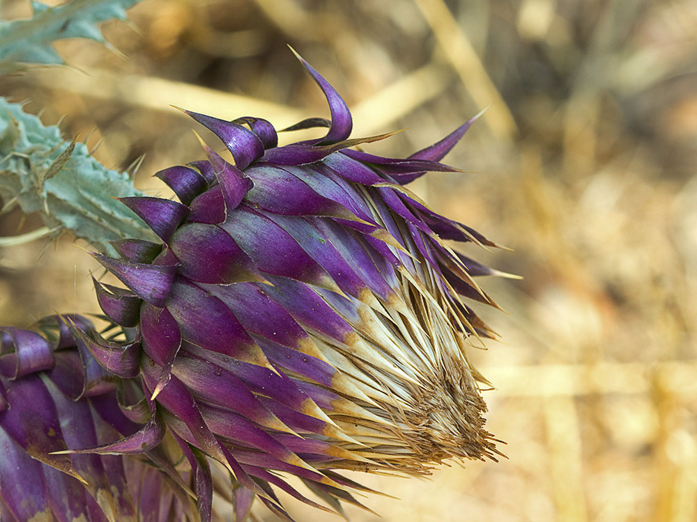 Inflorescencia de la Toba, cardo borriquero (Onopordum illyricum)