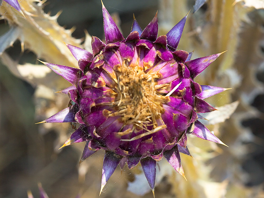 Inflorescencia de la Toba, cardo borriquero (Onopordum illyricum)