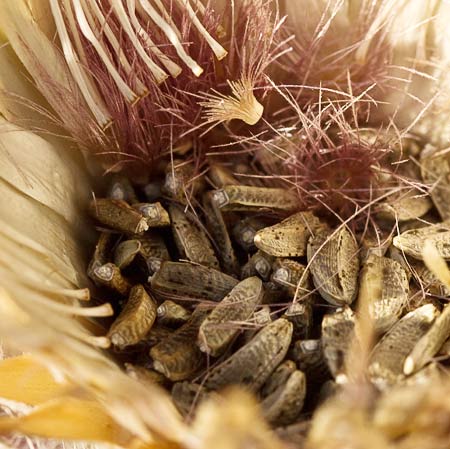 Toba, cardo borriquero (Onopordum illyricum), semillas
