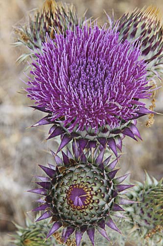 Flor de la toba o cardo borriquero (Onopordum illyricum)