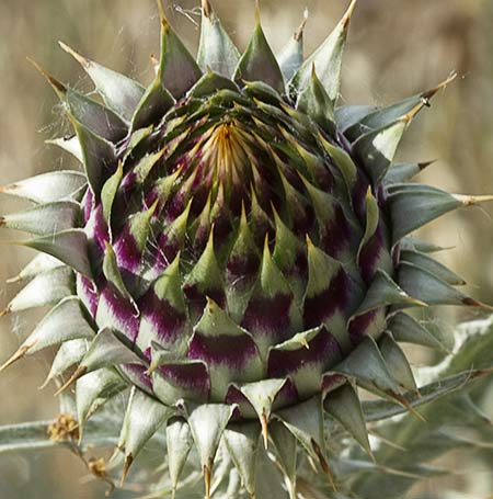 Flor de Toba (Onopordum illyricum)
