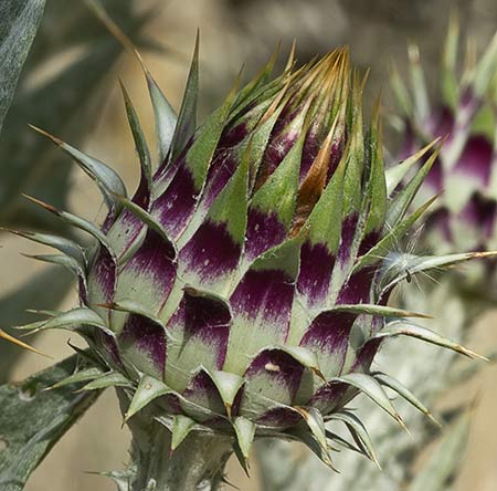 Flor de la Toba (Onopordum illyricum)