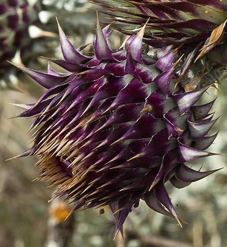 Flor de la Toba (Onopordum illyricum)
