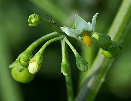 Fruto del tomatillo, Solanum nigrum