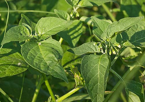 Matas de Tomatillo (Solanum nigrum)