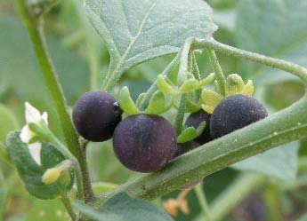 Fruto maduro del tomatillo