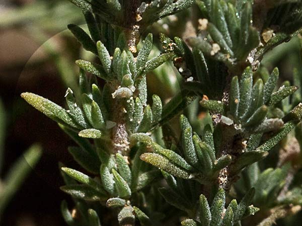 Tomillo blanco (Thymus mastichina)
