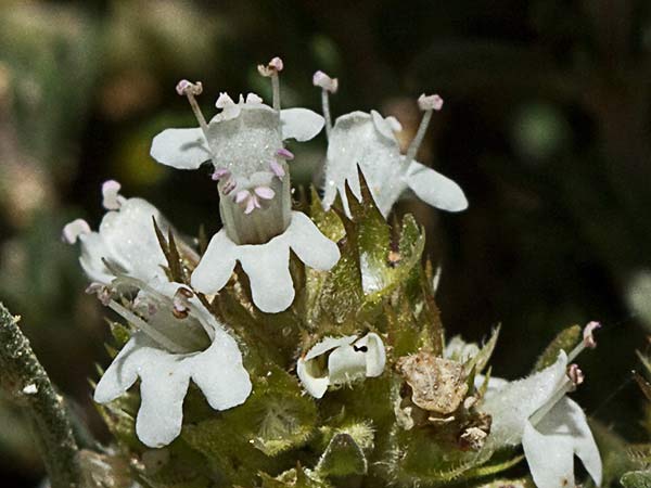 Tomillo blanco (Thymus mastichina)