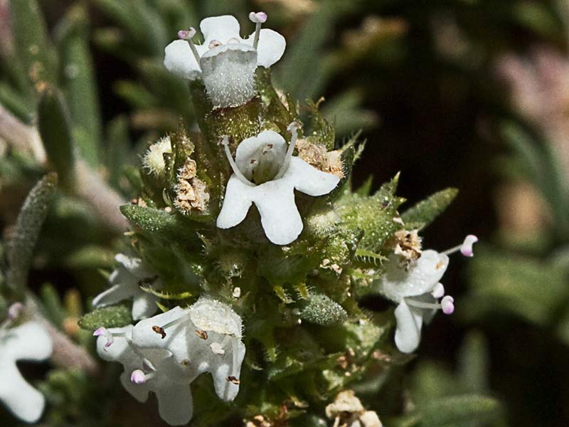Tomillo blanco (Thymus mastichina)