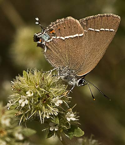 Inflorescencias del tomillo blanco (Thymus mastichina)