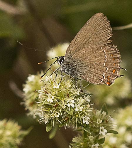 Inflorescencia del tomillo blanco (Thymus mastichina)