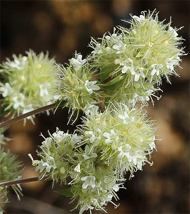 Tomillo blanco (Thymus mastichina)