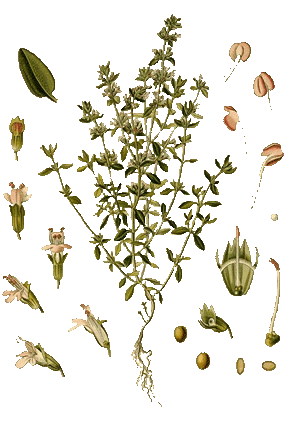 Ciclo del tomillo