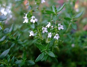 Flor del tomillo