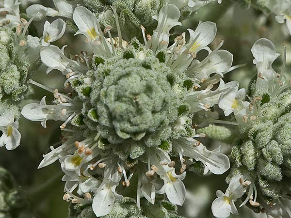 Tomillo macho (Teucrium capitatum)