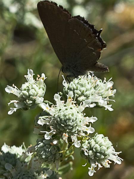 Tomillo macho (Teucrium capitatum)