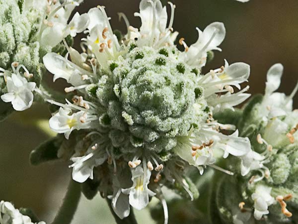Tomillo macho (Teucrium capitatum)