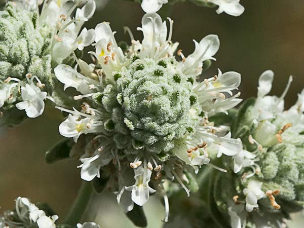Tomillo macho (Teucrium capitatum)