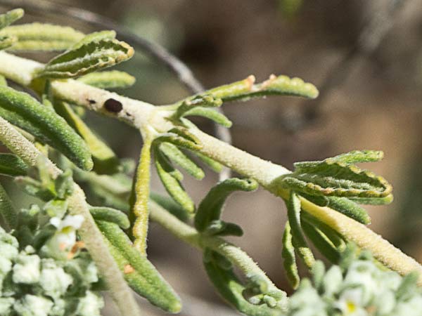 Tomillo macho (Teucrium capitatum)