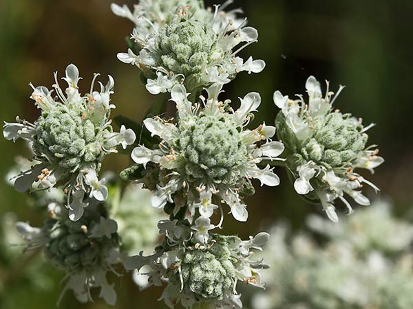 Tomillo macho (Teucrium capitatum)