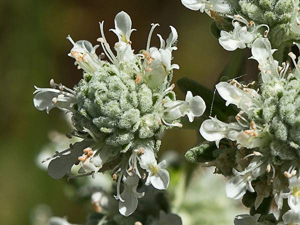 Tomillo macho (Teucrium capitatum)