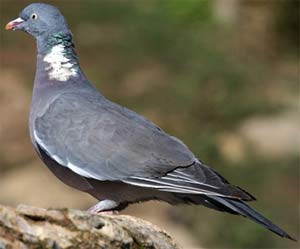 Torcaz