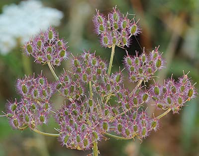Fruto del cachurro (Torilis arvensis)