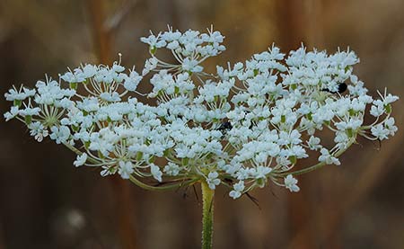 Inflorescencia del cachurro (Torilis arvensis)