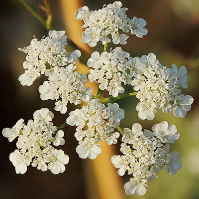 Cachurro (Torilis arvensis)