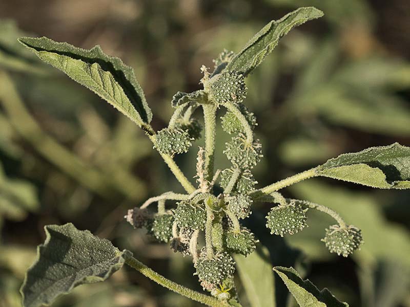 Mata de Tornasol (Chrozophora tinctoria)