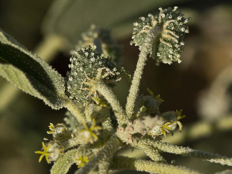 Mata de Tornasol (Chrozophora tinctoria)