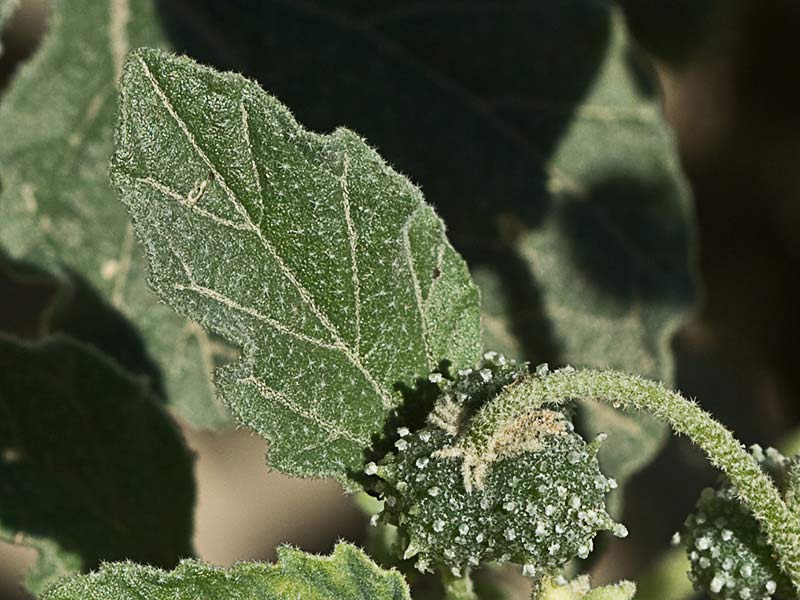 Mata de Tornasol (Chrozophora tinctoria)