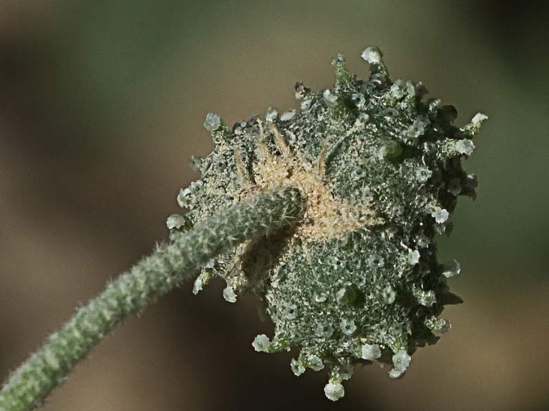 Mata de Tornasol (Chrozophora tinctoria)