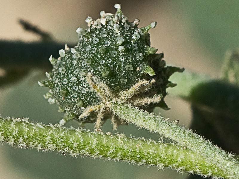 Mata de Tornasol (Chrozophora tinctoria)