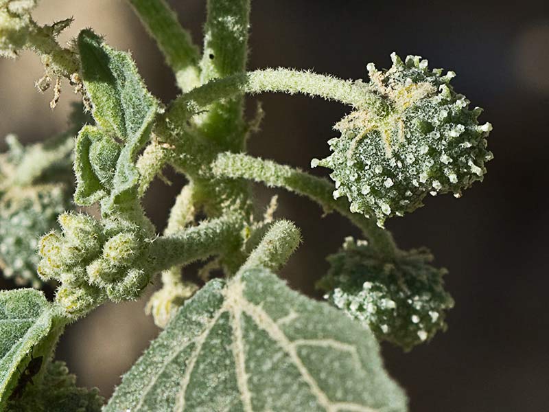 Mata de Tornasol (Chrozophora tinctoria)