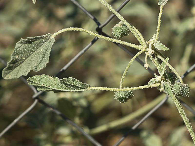 Mata de Tornasol (Chrozophora tinctoria)