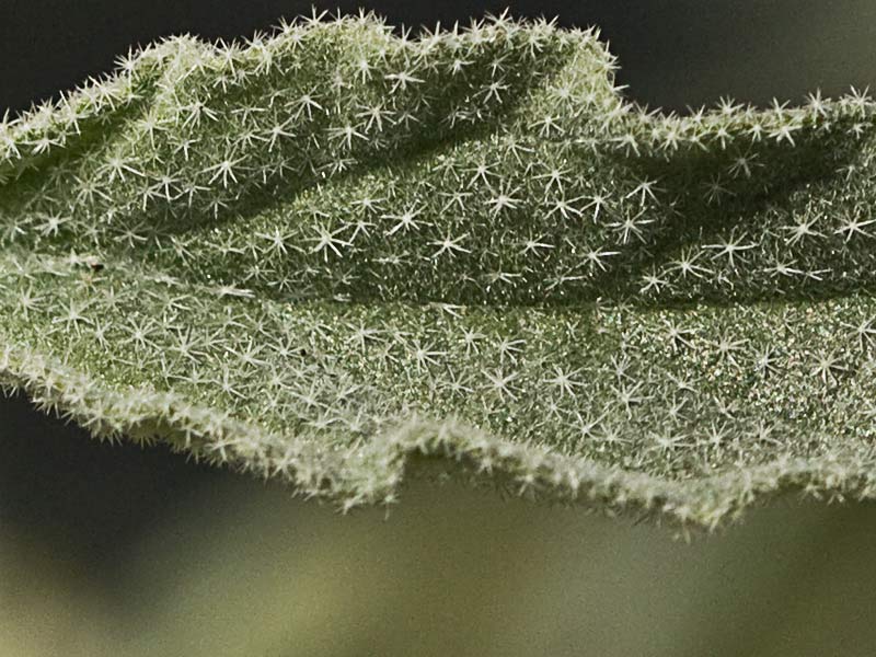 Hoja de Tornasol (Chrozophora tinctoria)